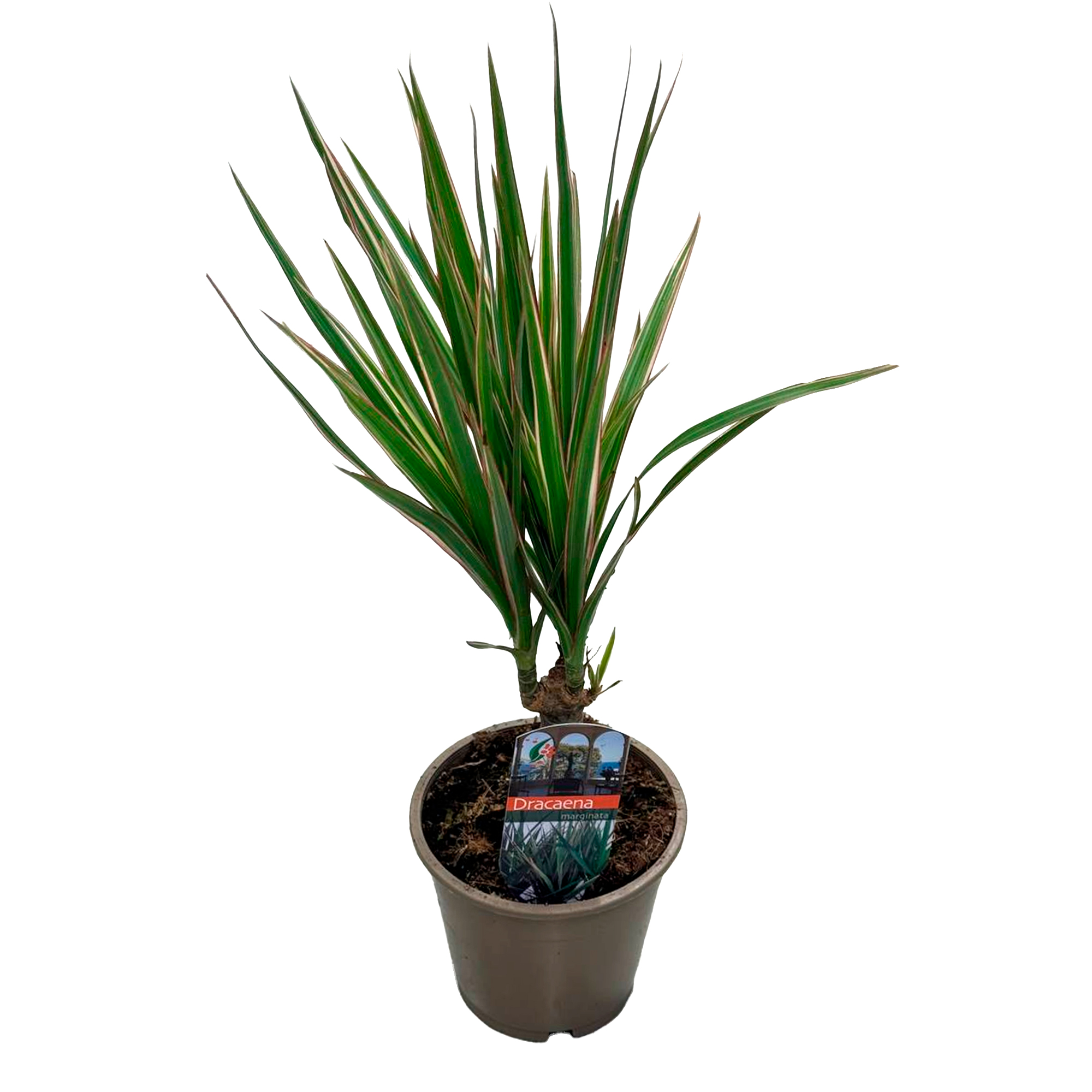 Драцена маргината Биколор 2 ст