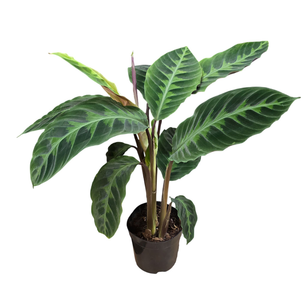 Калатея Варшевичи