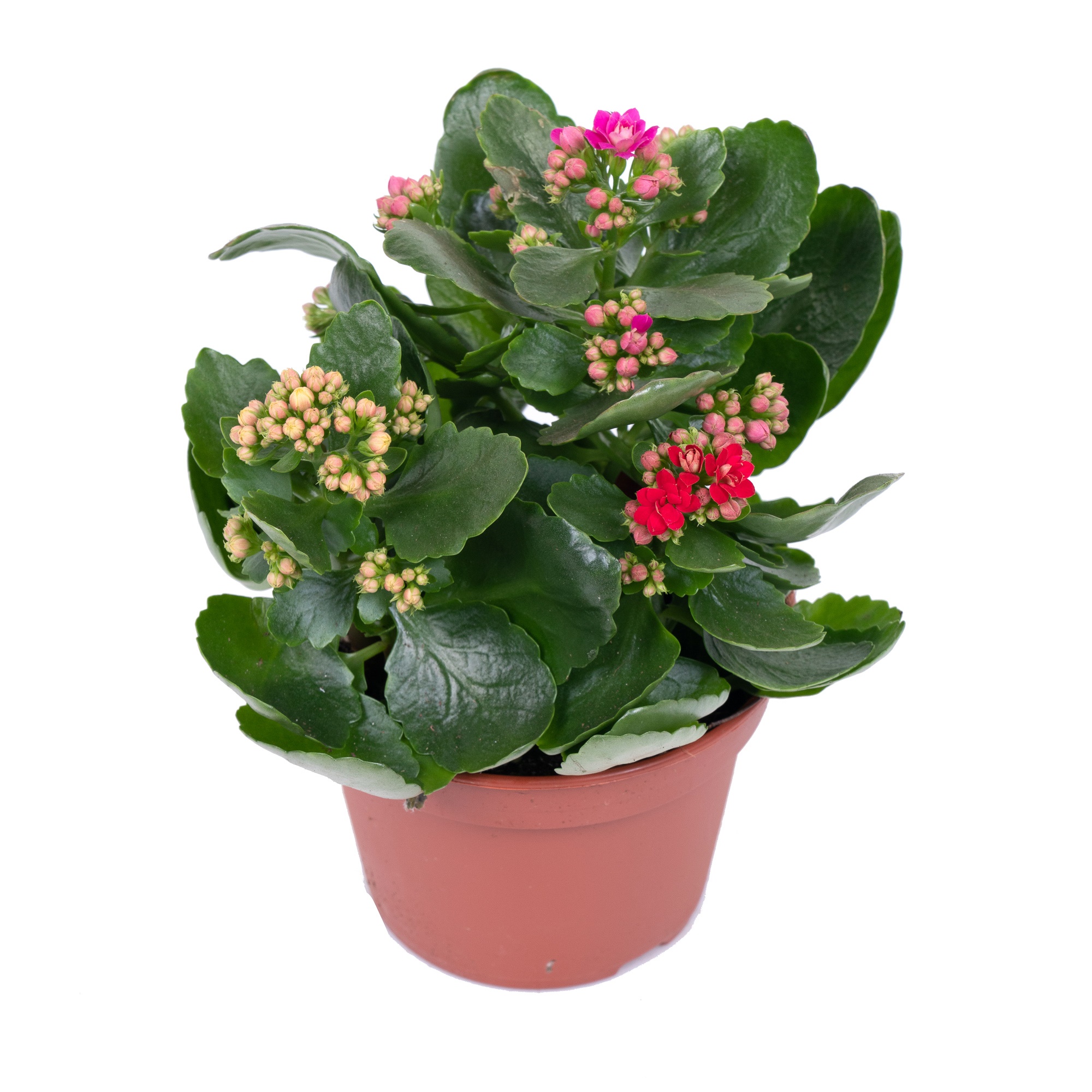 Каланхое каландива Карнавал