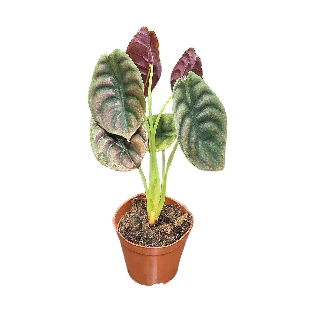 Алоказия Ред Секрет