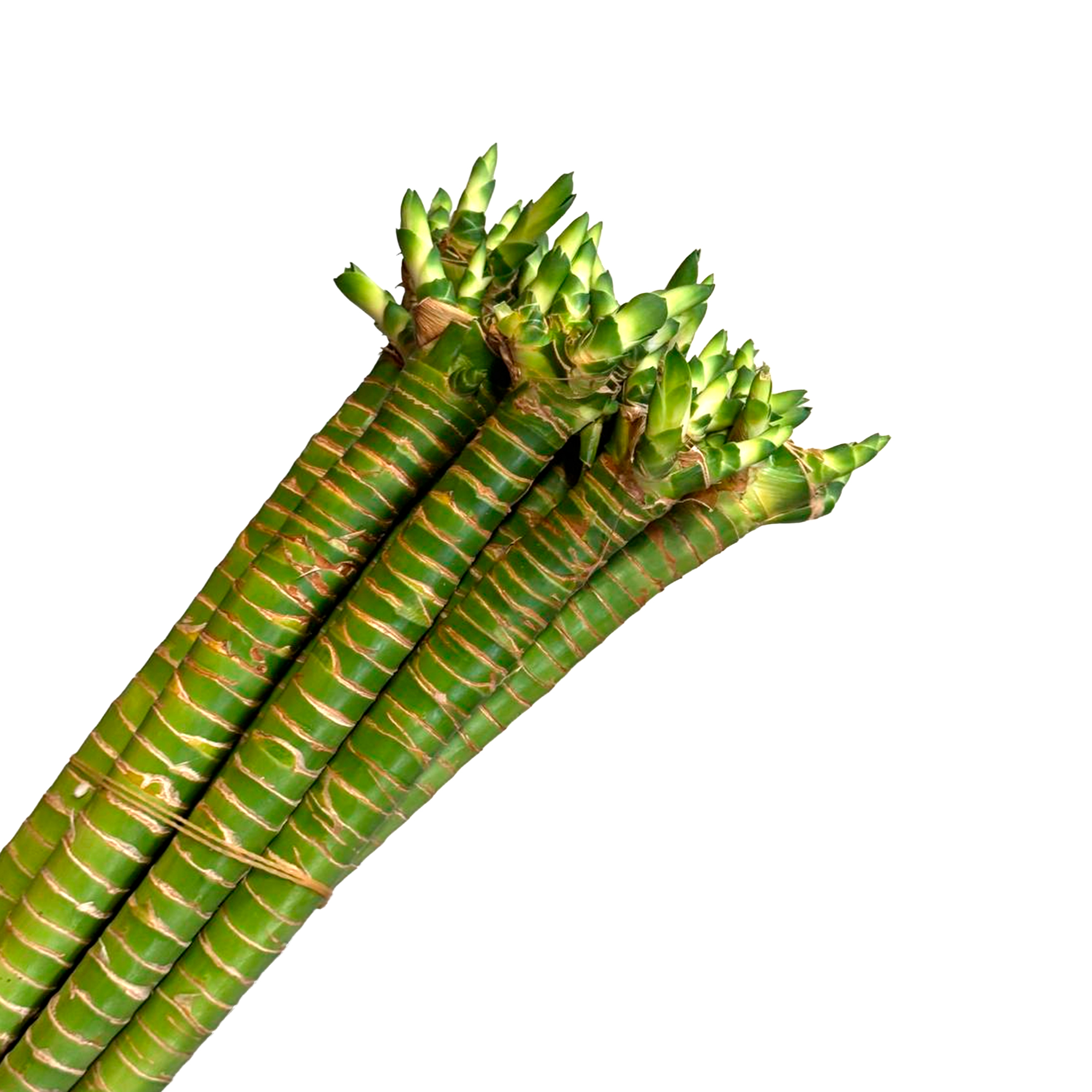 Бамбук лаки Лотус