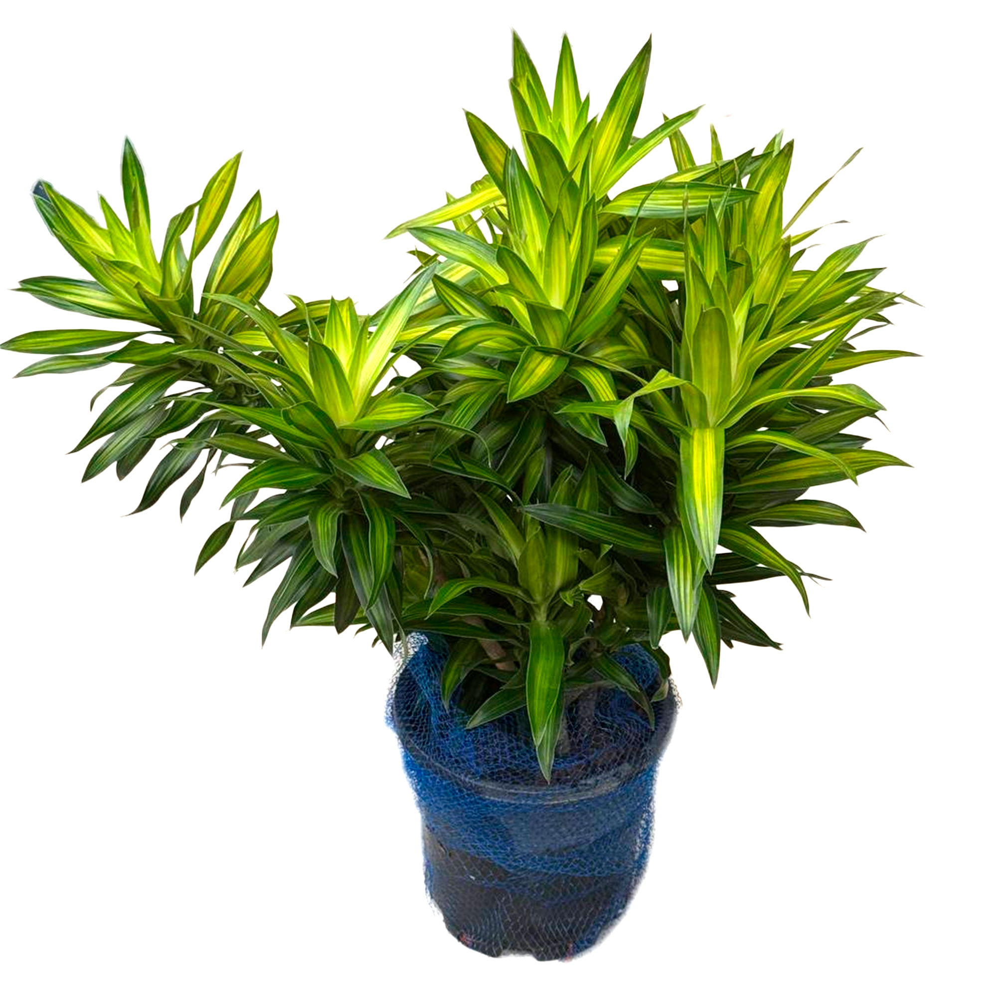 Драцена рефлекса Сонг Оф Ямайка 3 ст