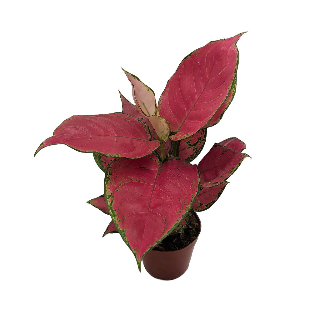 Аглаонема Пинк Бьюти