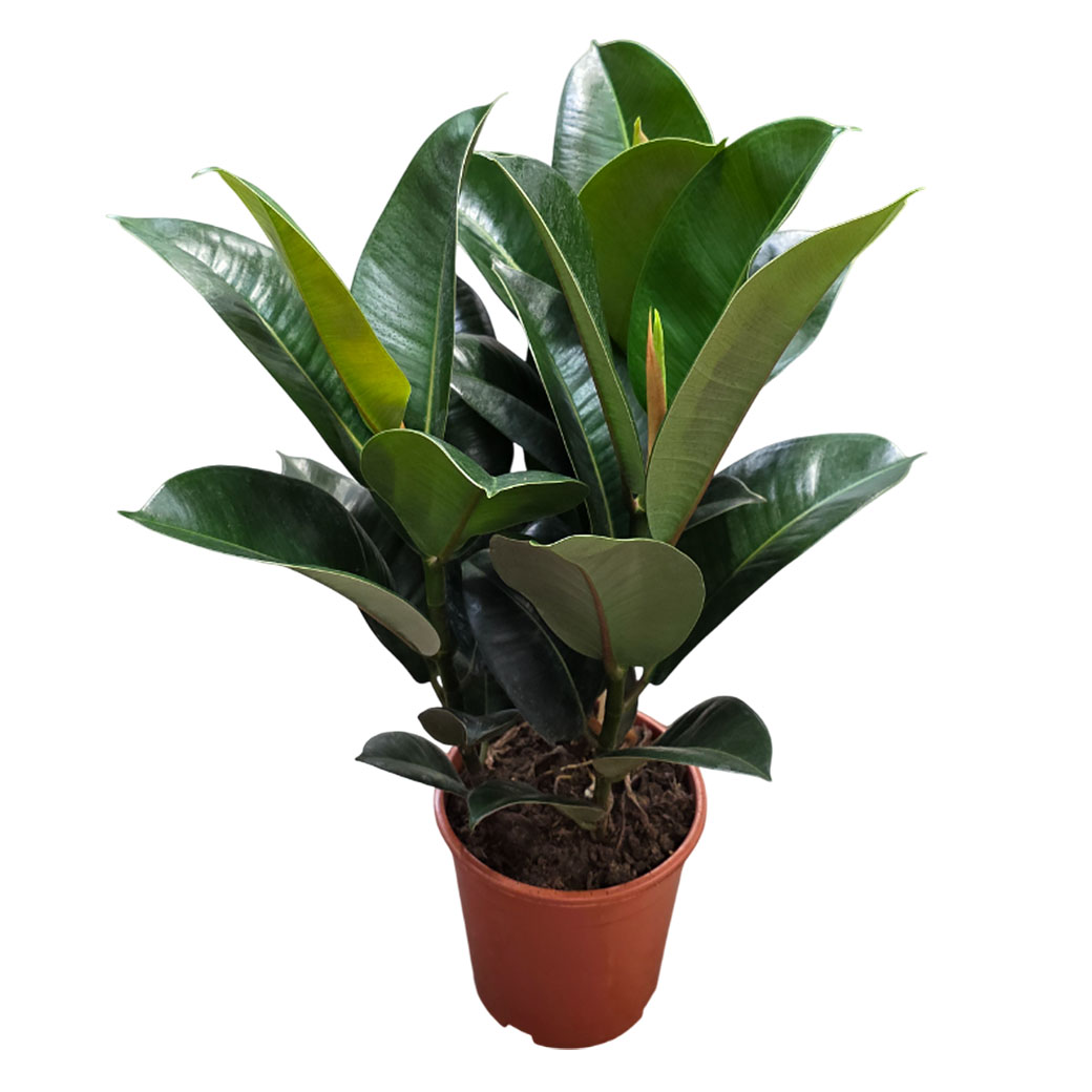 Фикус эластика Робуста 2 ст