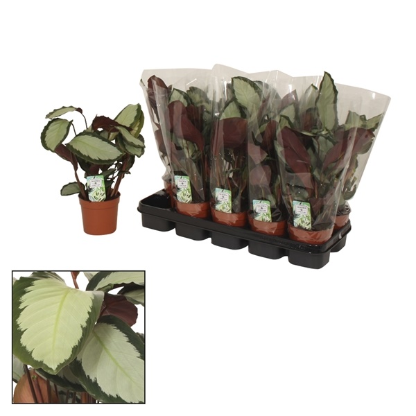 Калатея Аргентеа