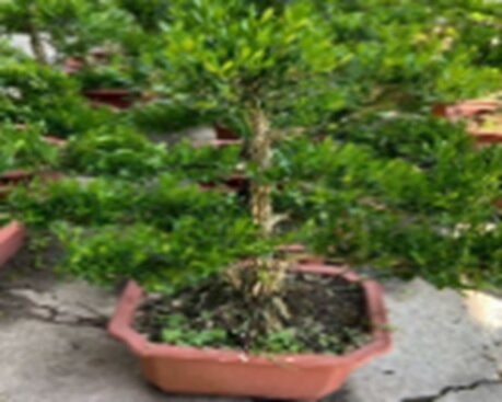 Самшит вечнозеленый бонсай