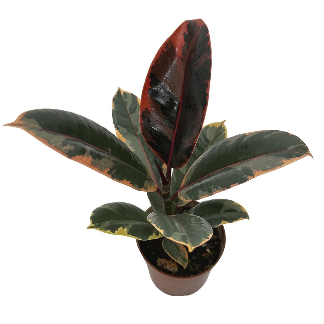 Фикус эластика Белиз