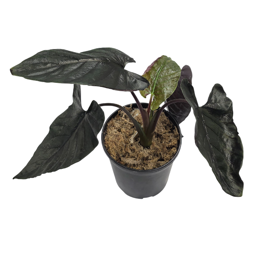 Алоказия Анторо Вельвет
