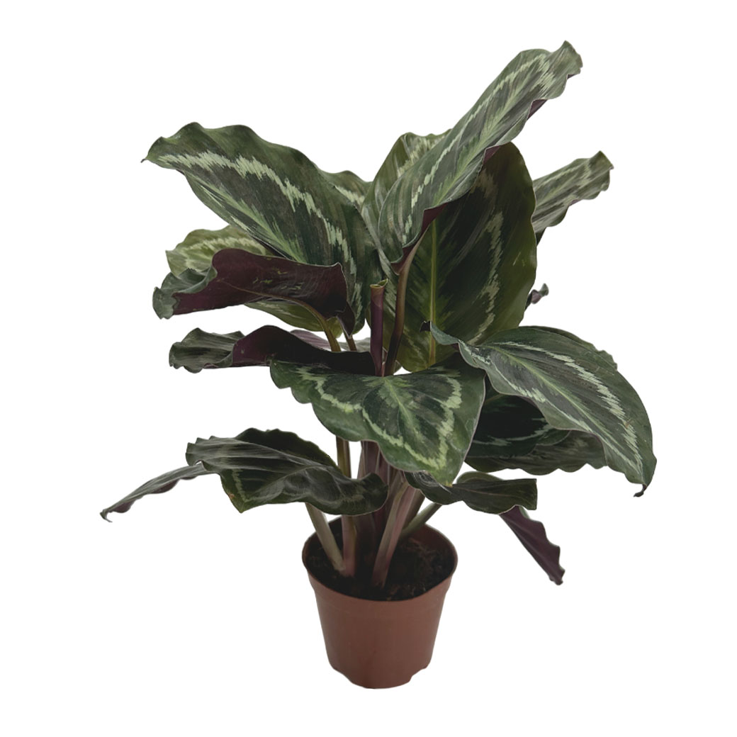 Калатея вича зеленая