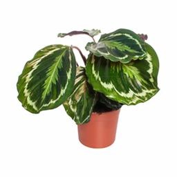 Калатея Медальон