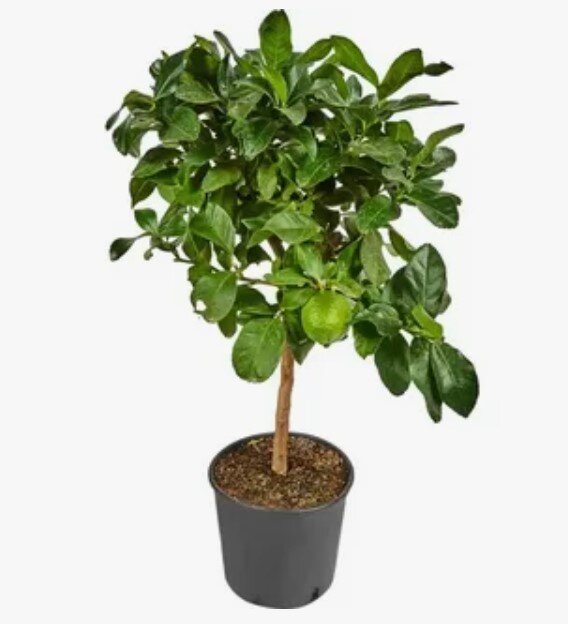 Цитрофортунелла Лимон штамбовая