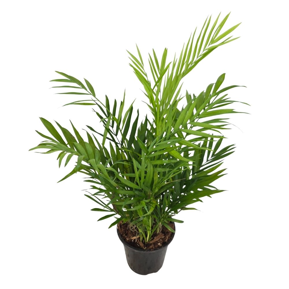 Хамедорея Элеганс