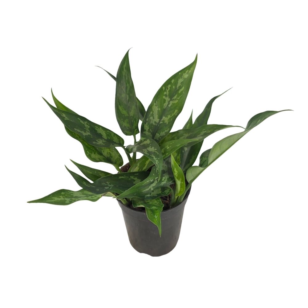 Аглаонема Мария