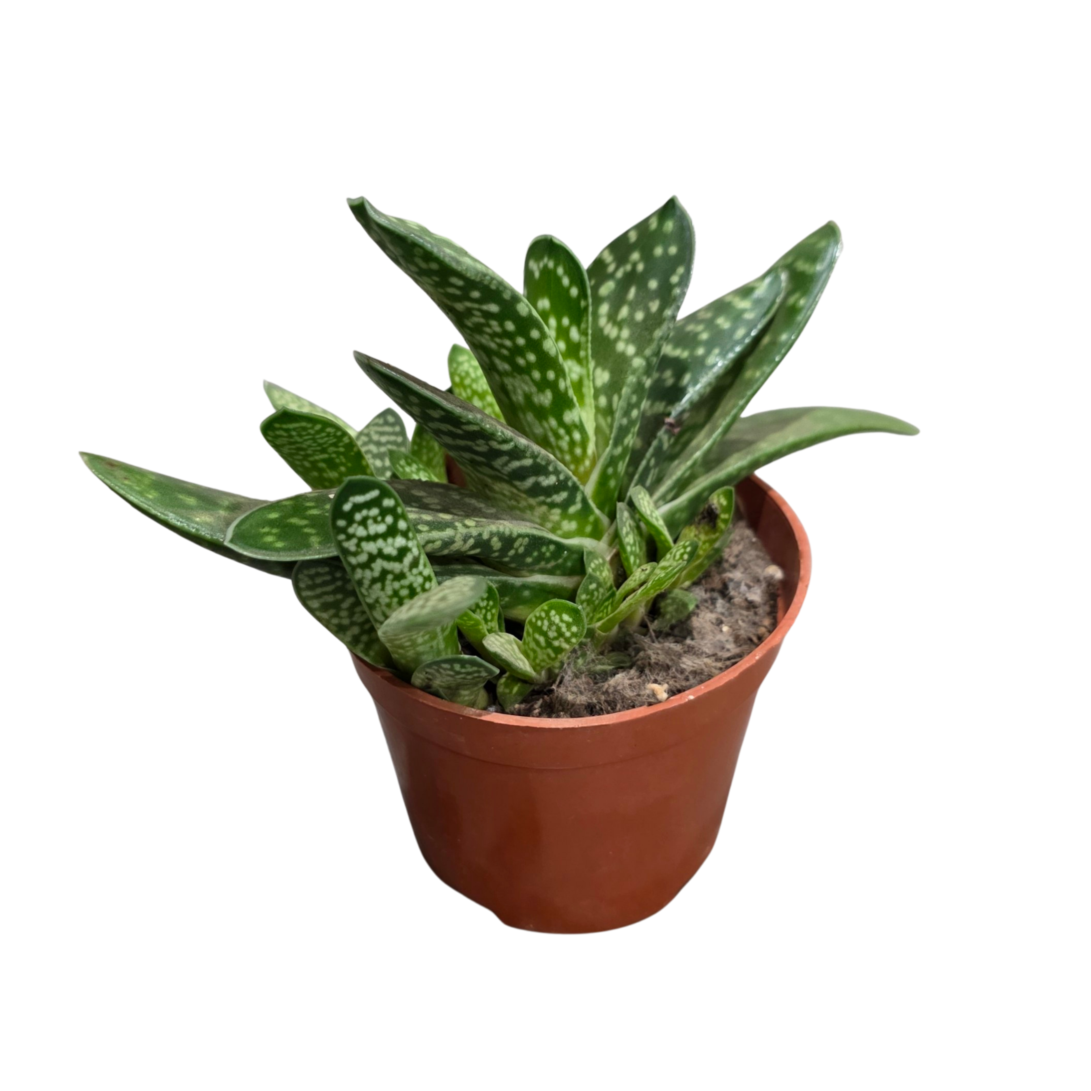 Гастерия Пиллансии