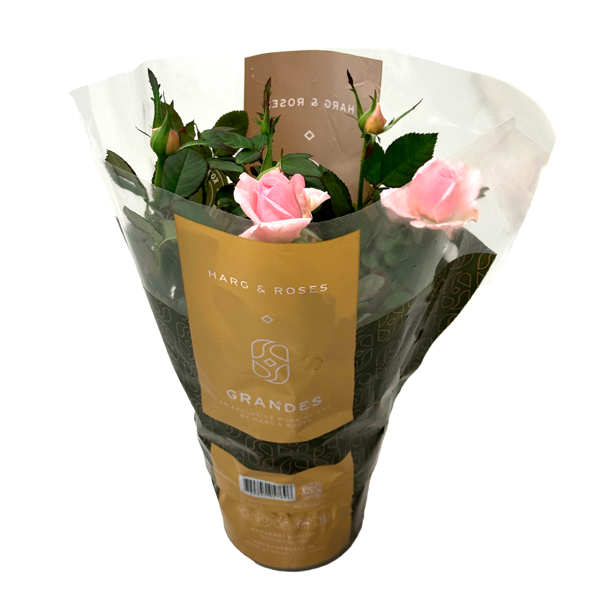 Роза кордана Красная Мерседес