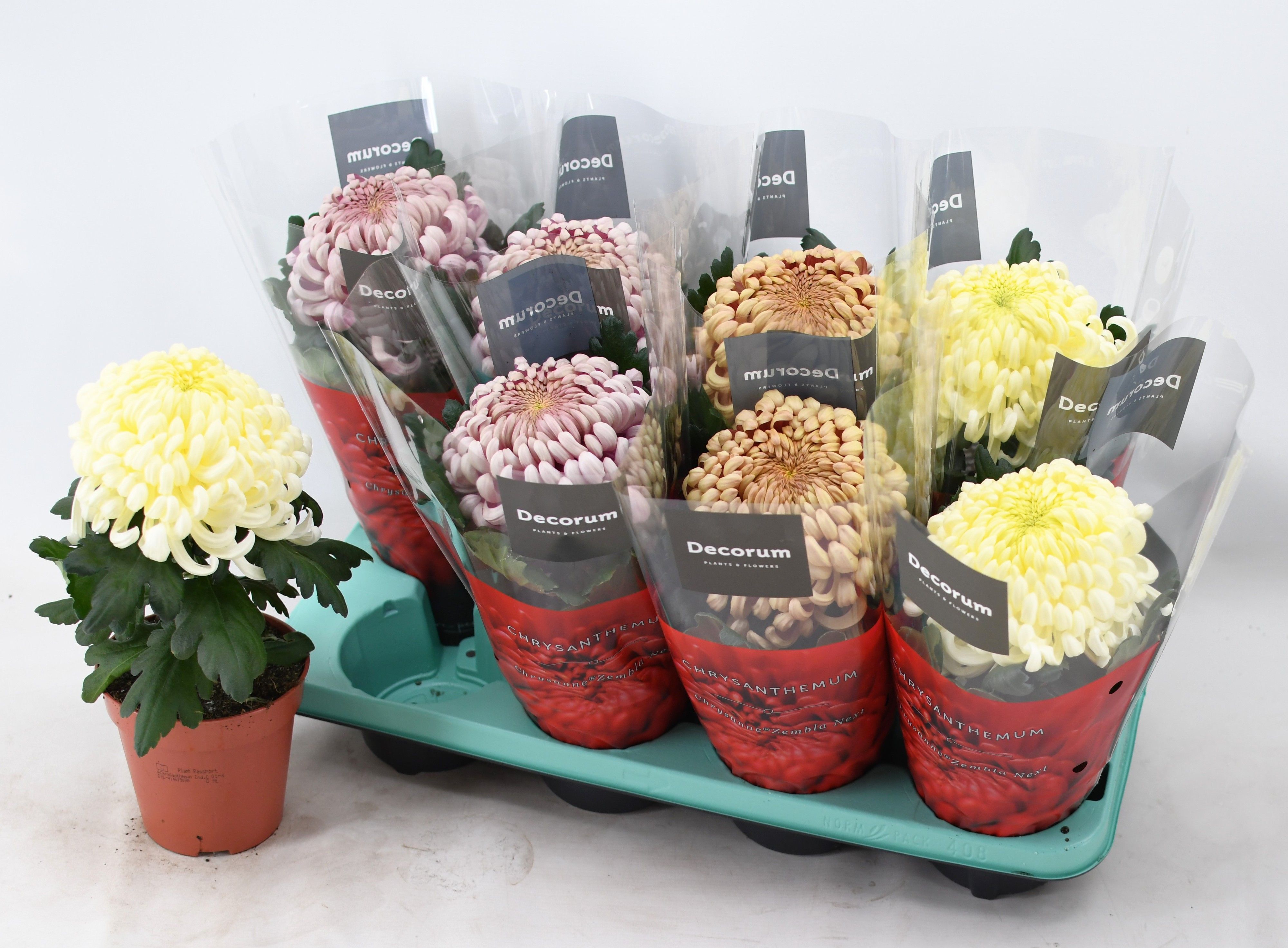 Хризантема Коко