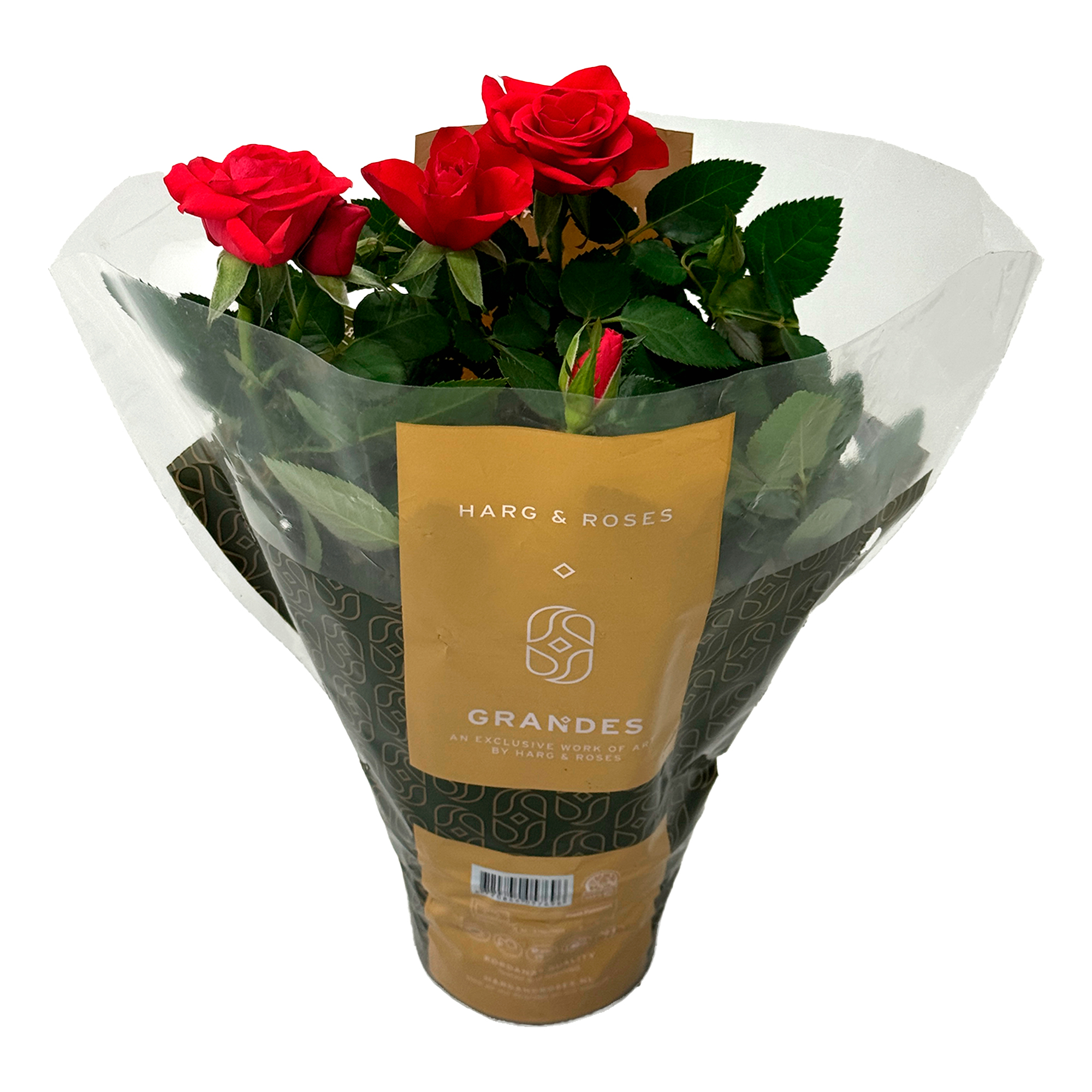 Роза кордана Розовая Эсмеральда