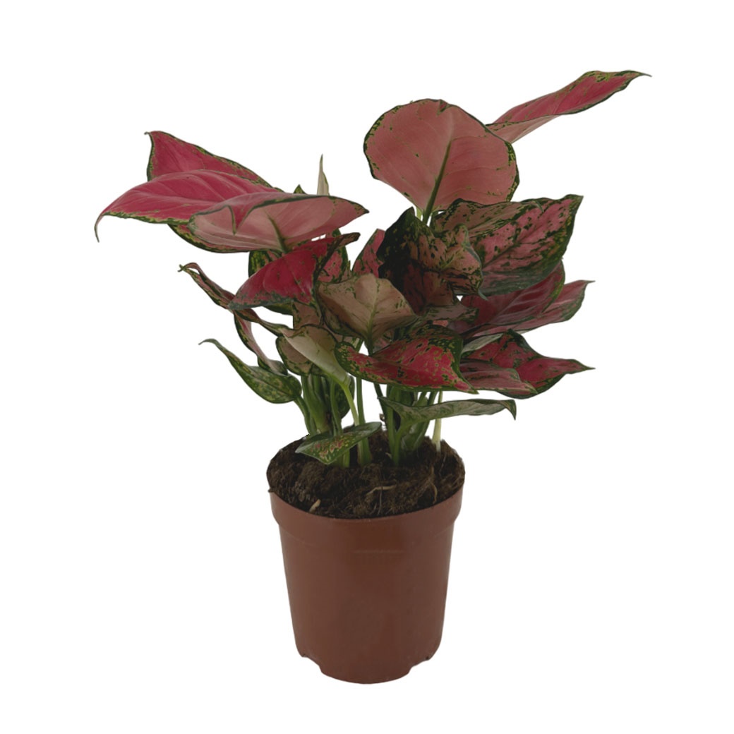 Аглаонема Ред Руи 3 ст