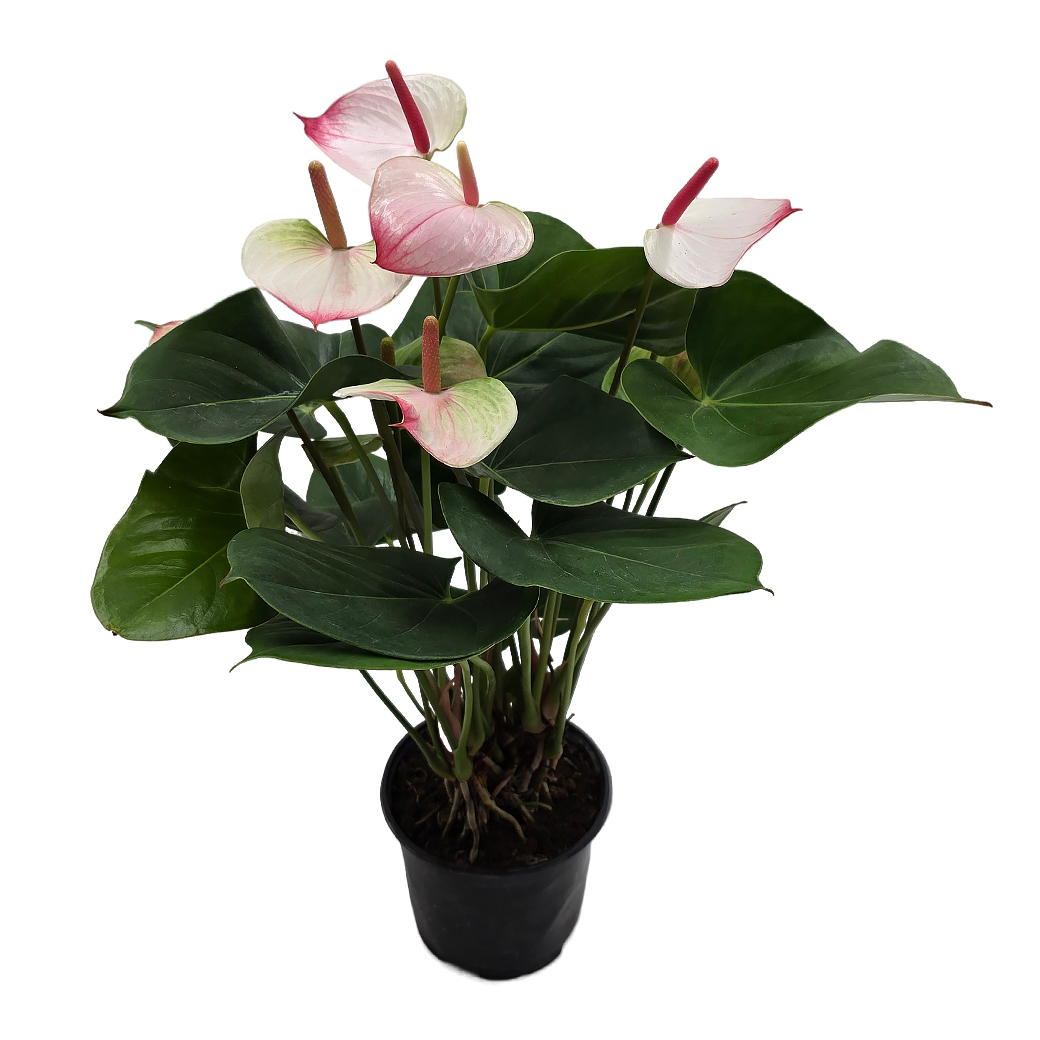 Антуриум андрианум Принцесс Амалия Элеганс