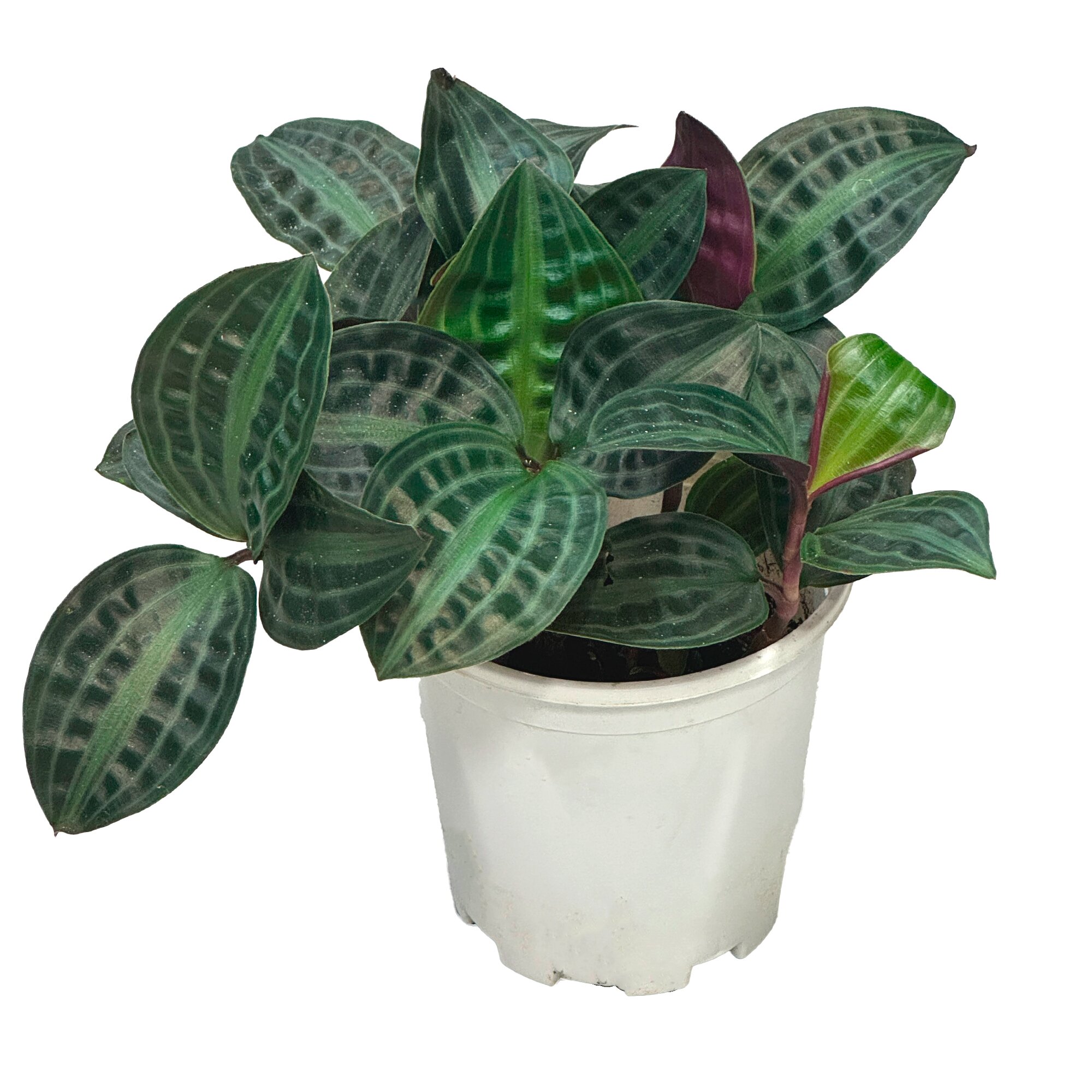 Геогенантус Поппига