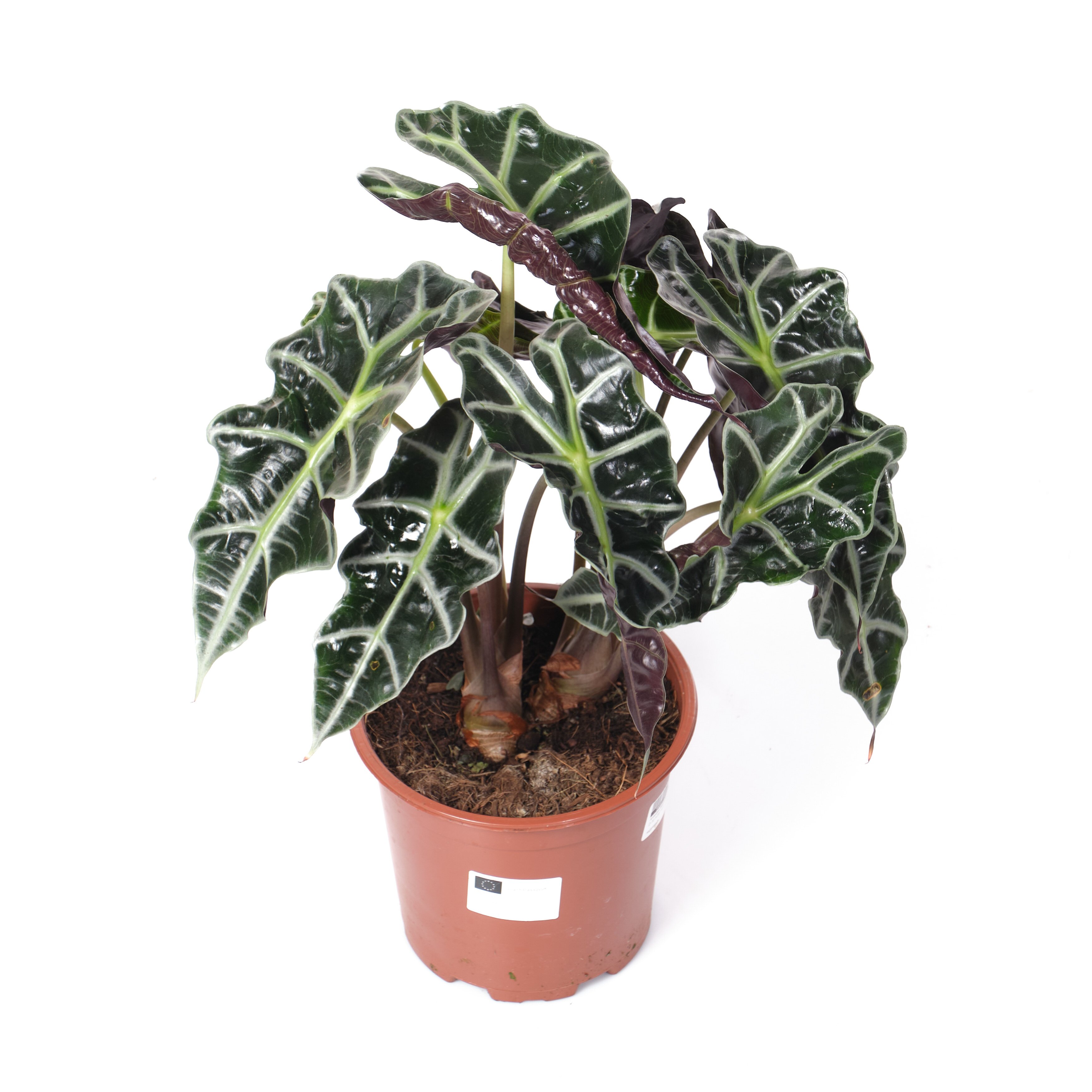 Алоказия Амазоника