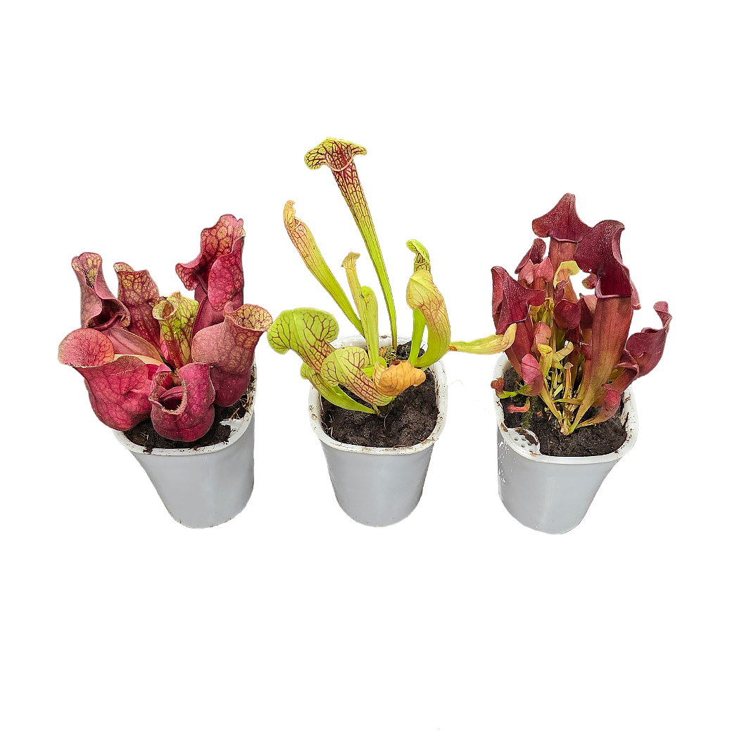 Саррацения Микс