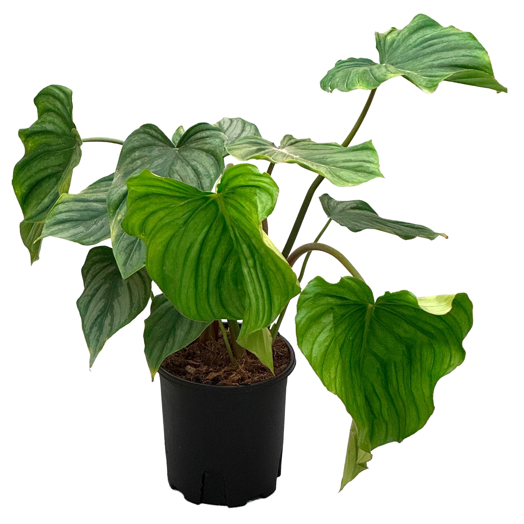 Филодендрон Мамей