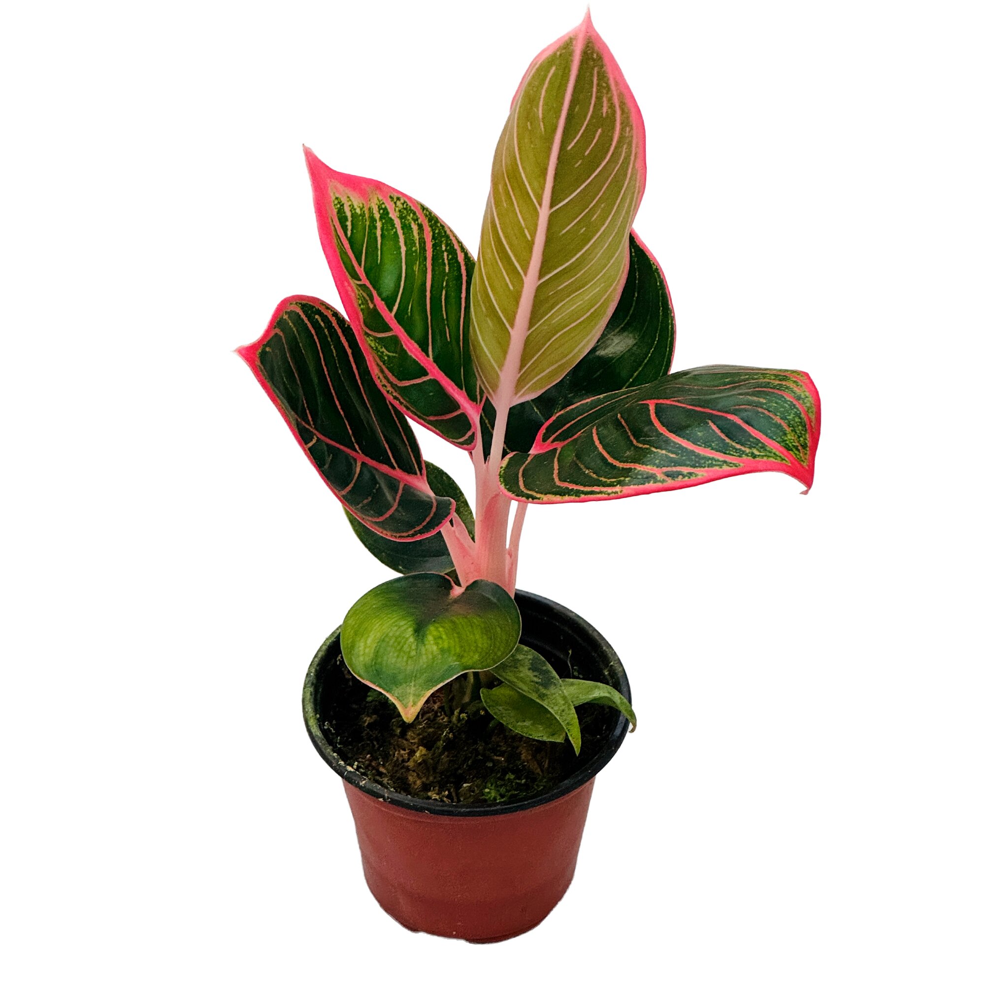 Аглаонема Сиам Пинк