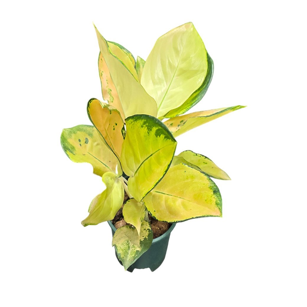 Аглаонема Кочин