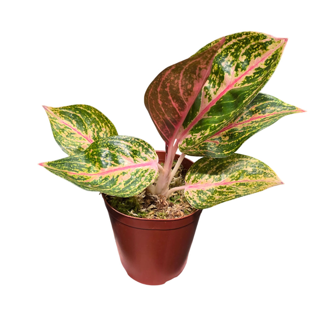 Аглаонема Романс Ред