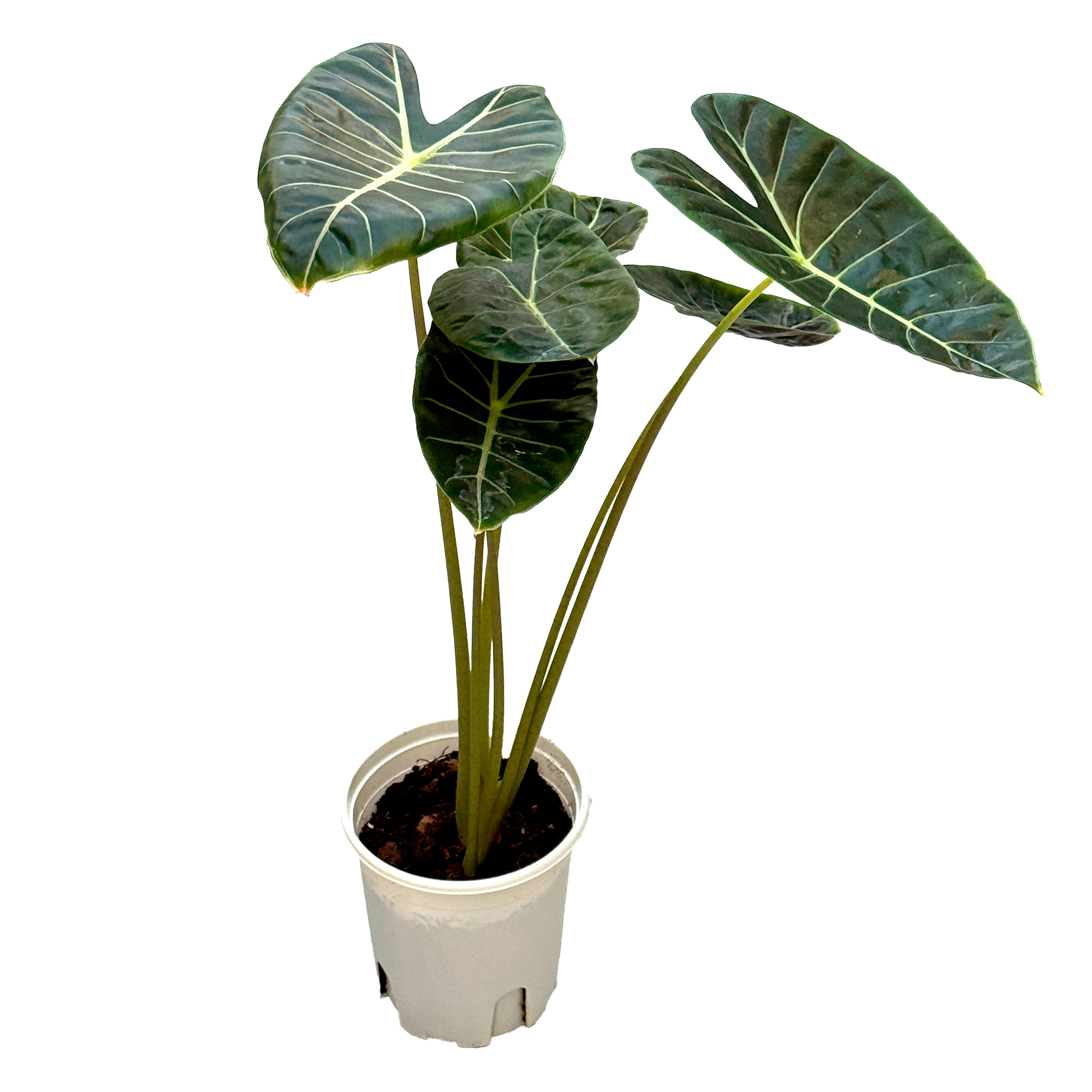 Алоказия Лонгилоба Грандис