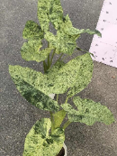 Алоказия Одора Батик