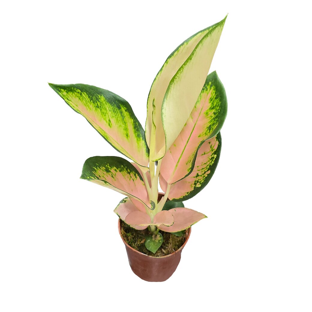 Аглаонема Валькирия