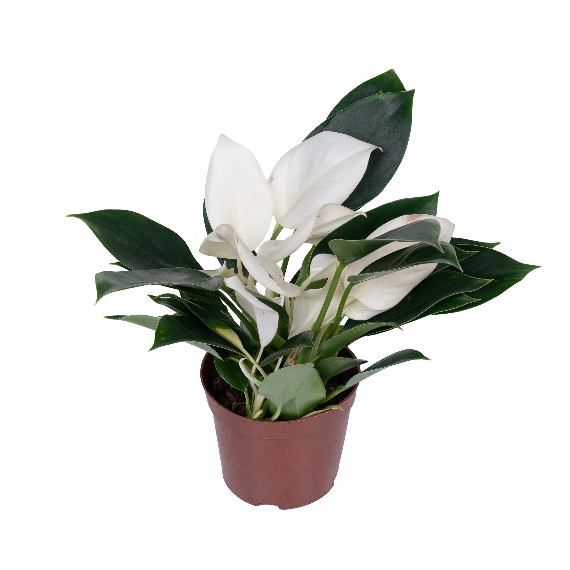 Филодендрон Вайт Конго