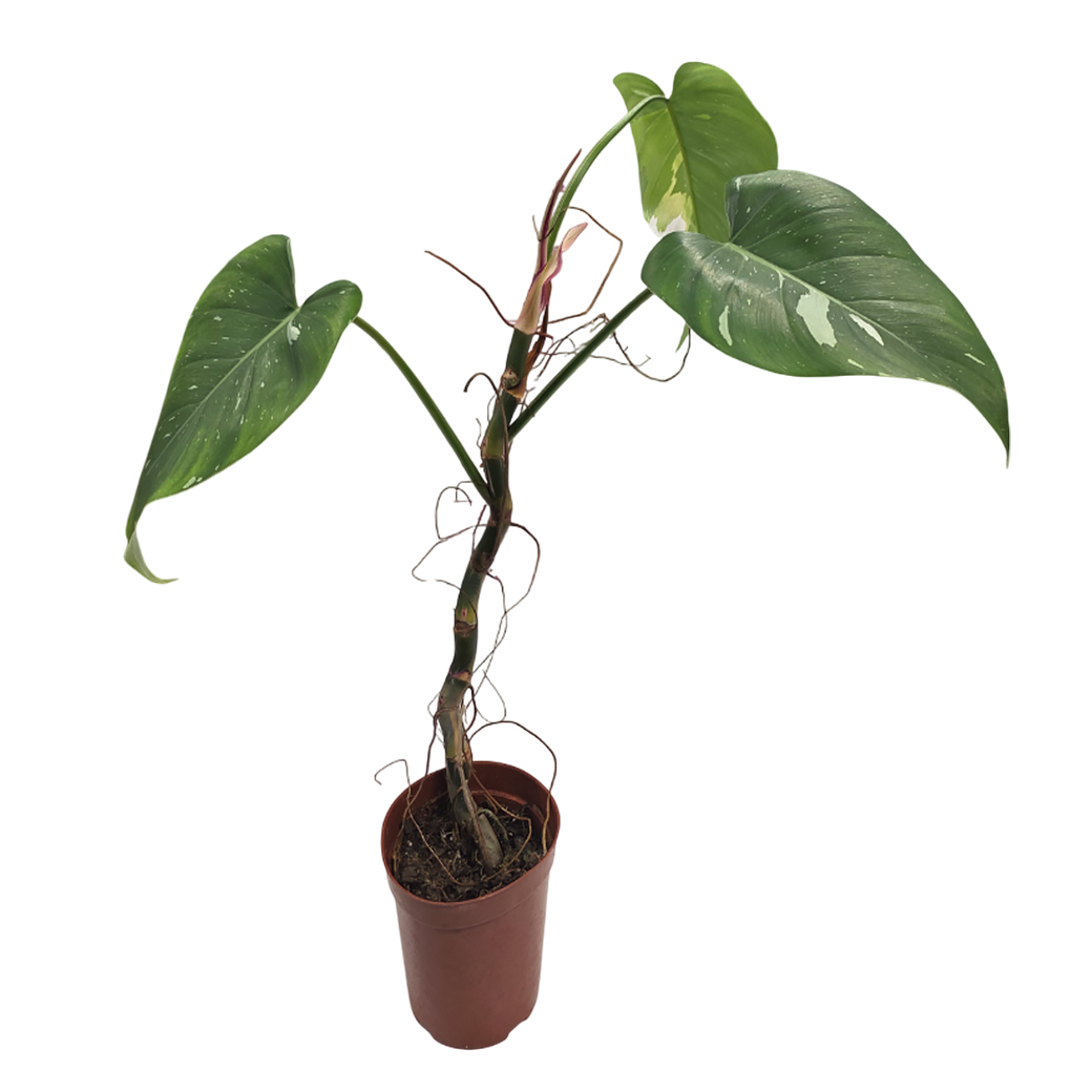 Филодендрон Вайт Найт