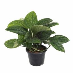 Эпипремнум Марбл Плэнет