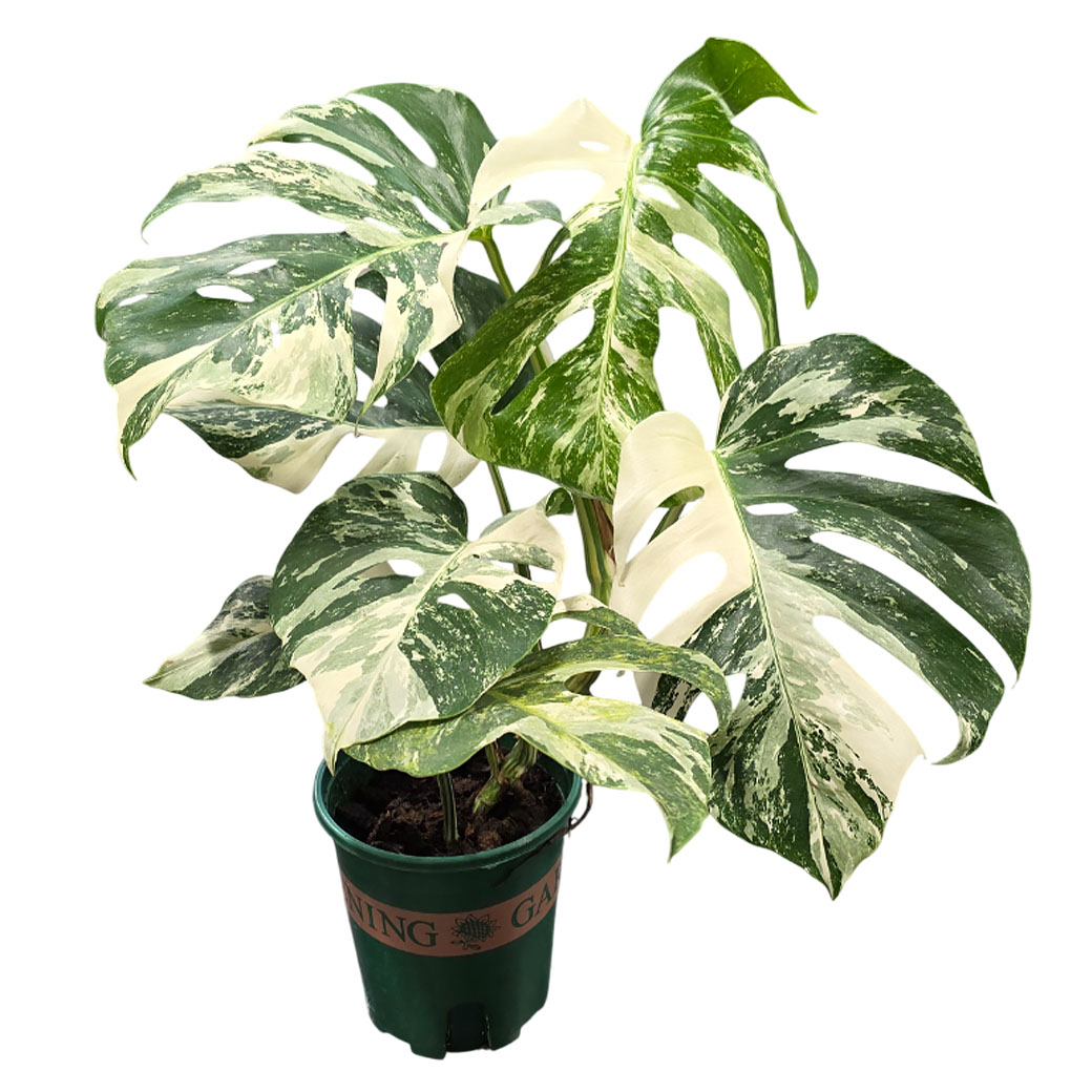 Монстера вариегатная Тай Констеллейшн