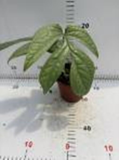 Амидриум Сильвер