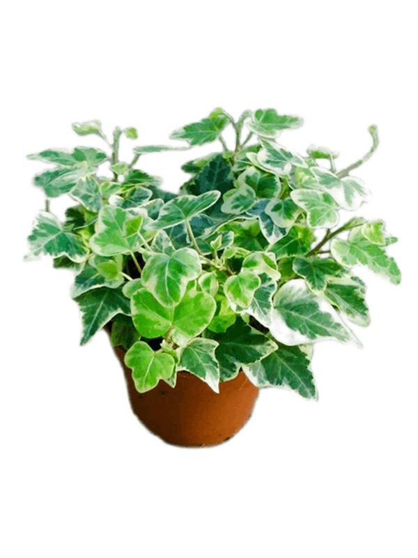 Хедера хеликс вариегата