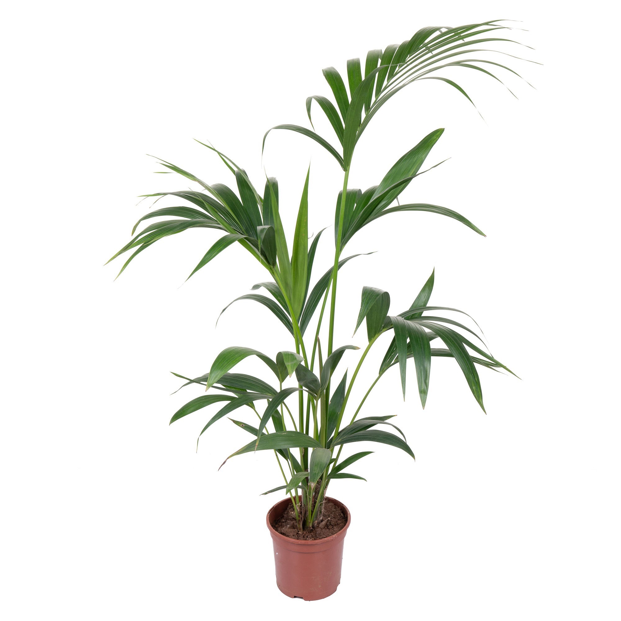 Ховея Форстериана