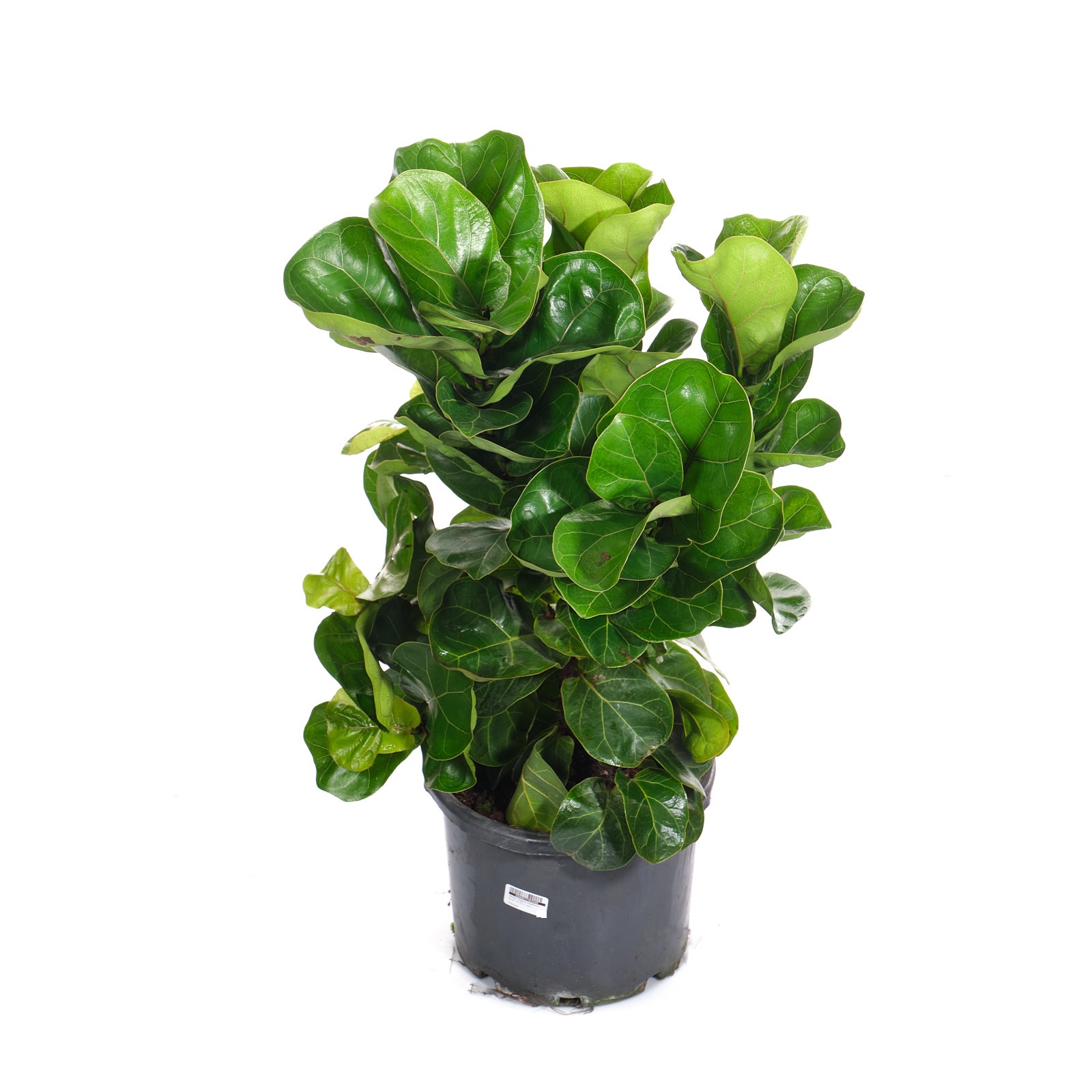 Фикус лирата Бамбино