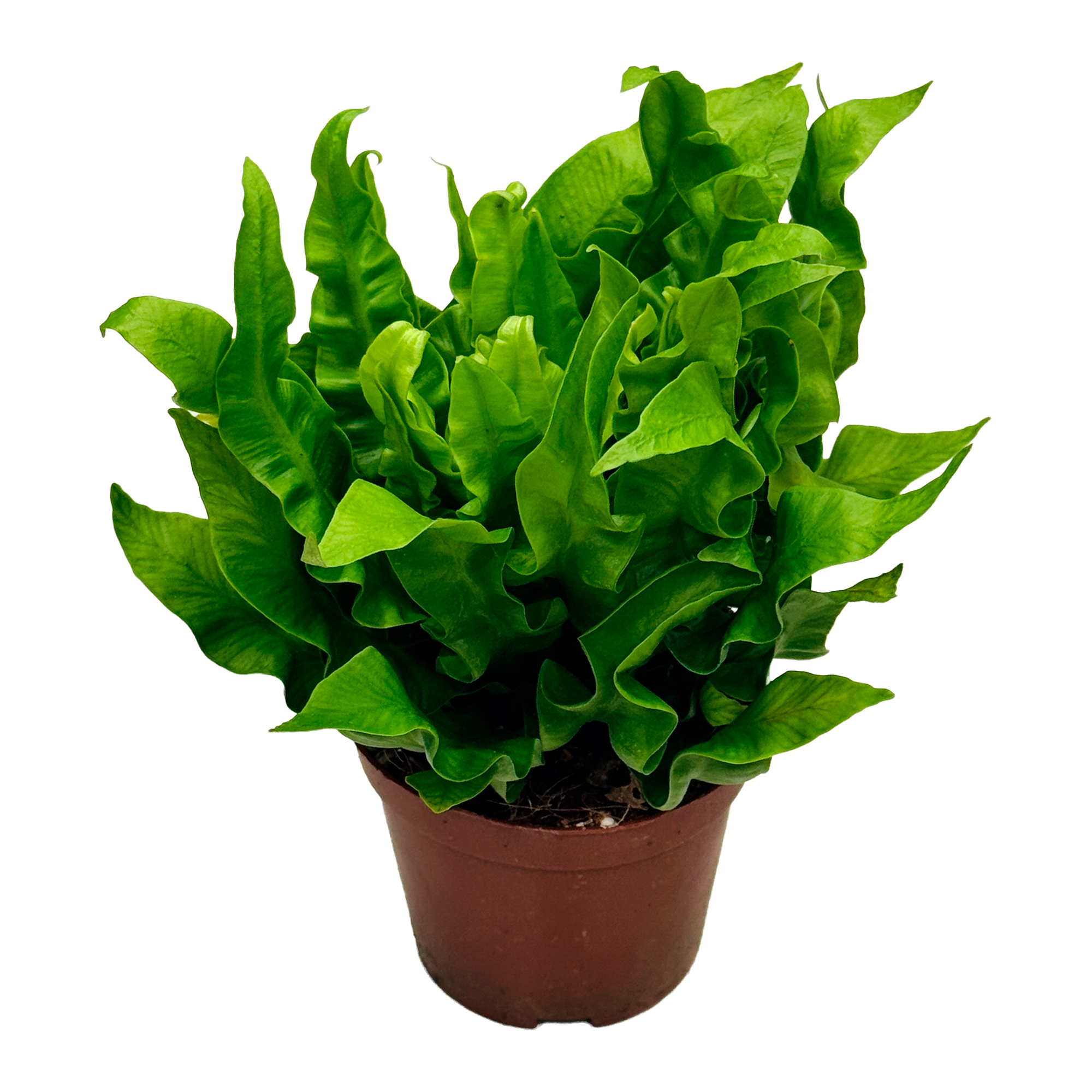 Асплениум Криспи Вейв