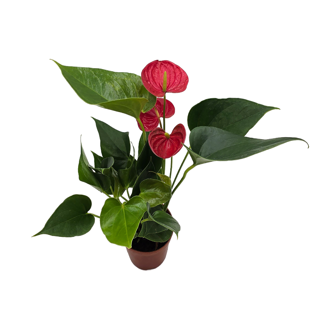 Антуриум андрианум красный