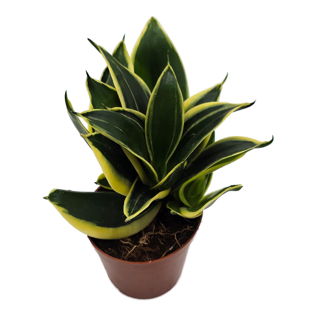 Сансевиерия Голден Хании