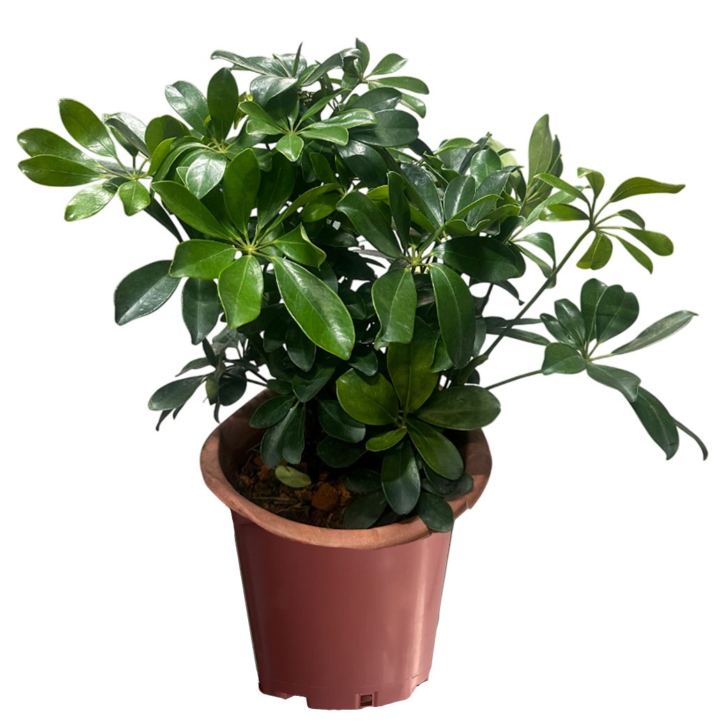 Шеффлера Амате