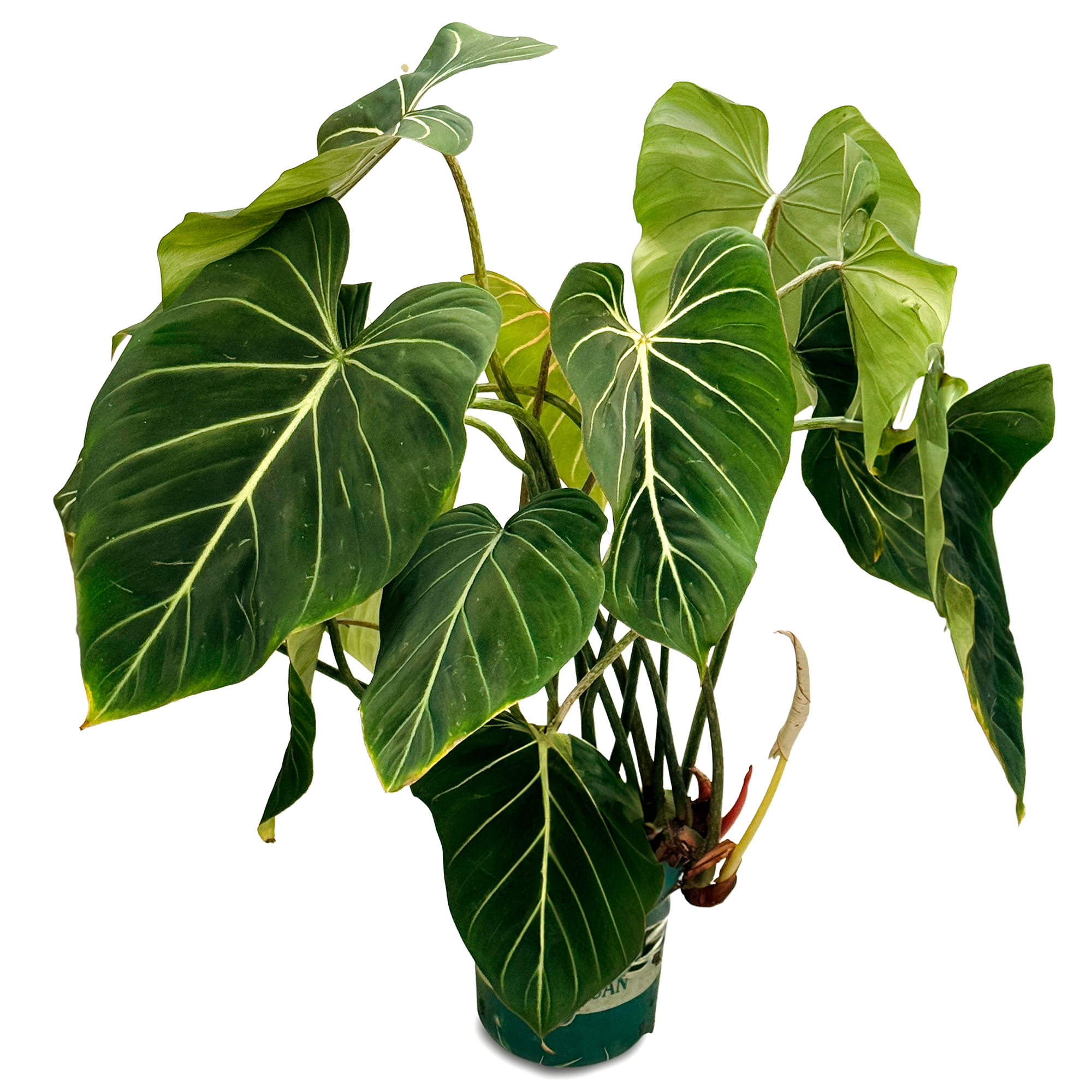 Алоказия Венти