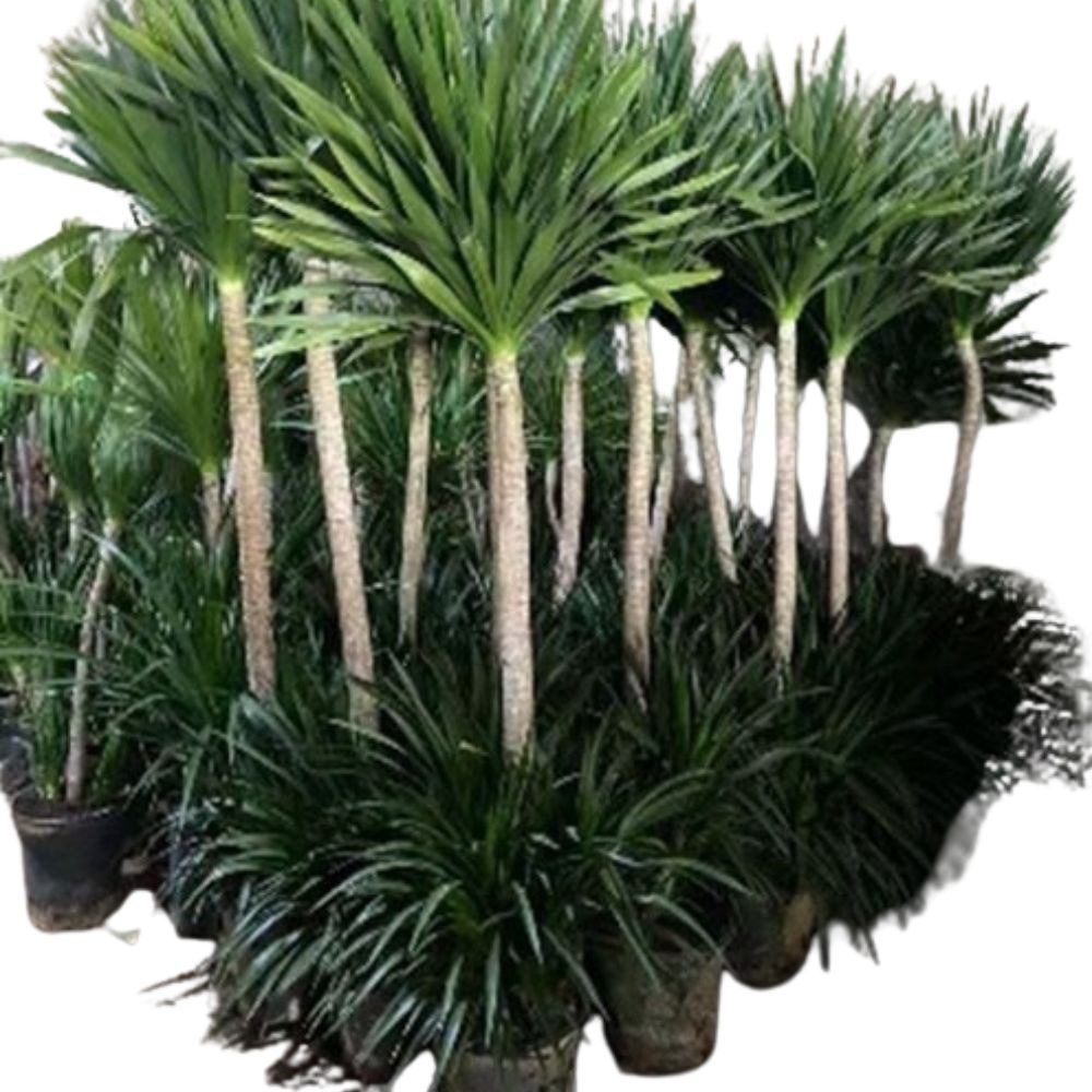 Драцена Драко 2 ст