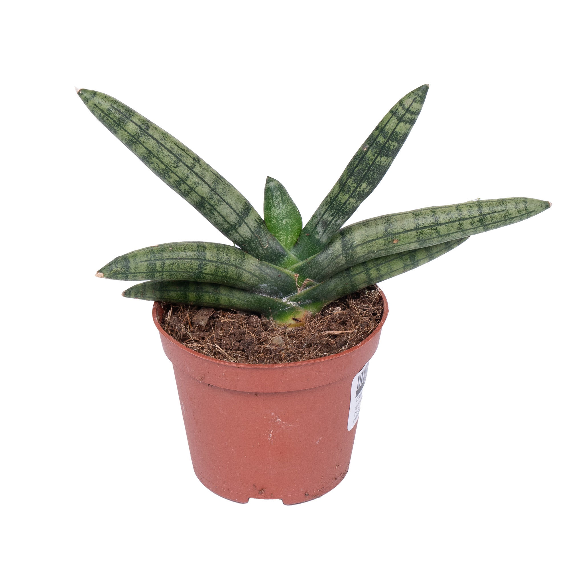 Сансевиерия цилиндрическая Бонсел