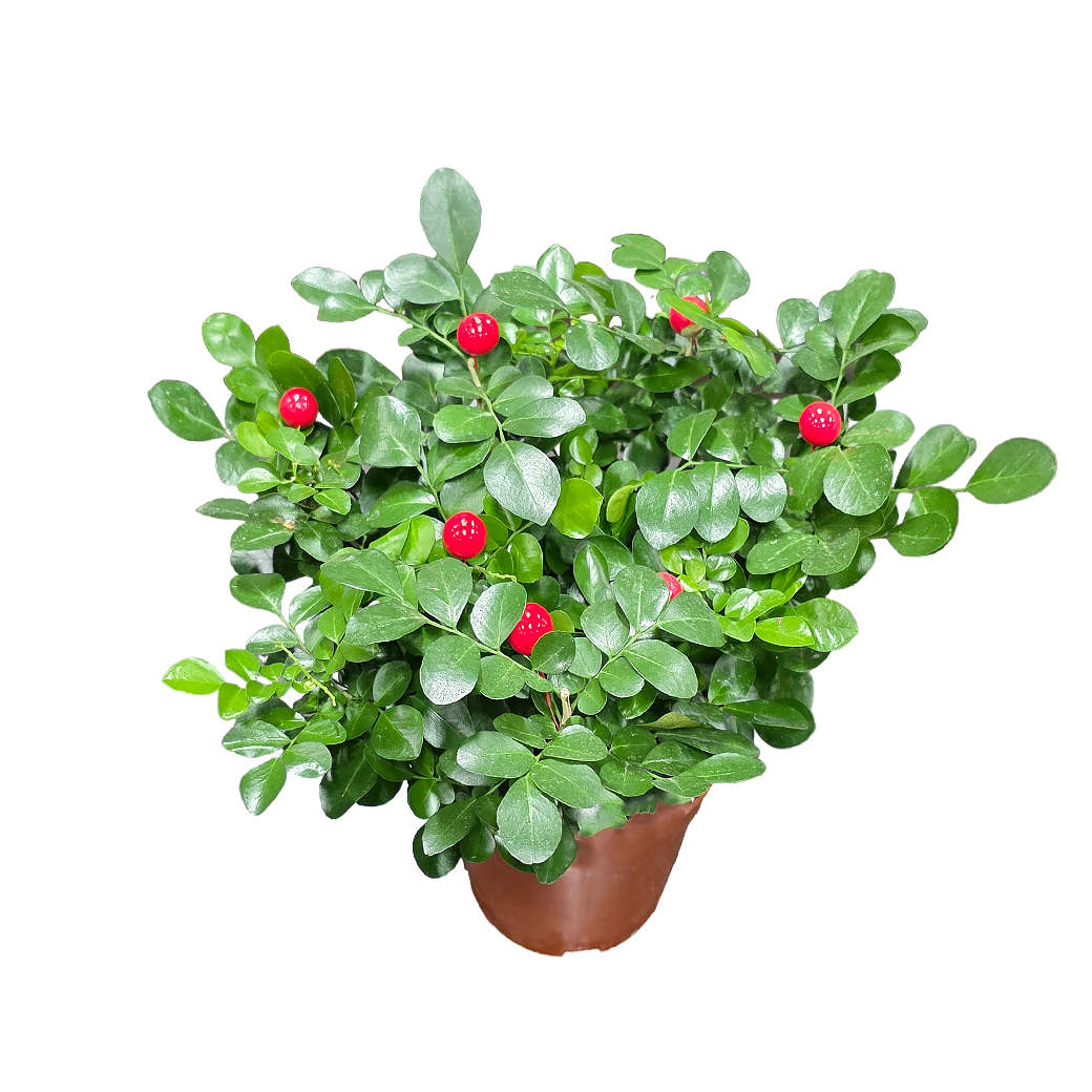 Муррайя Паникулята