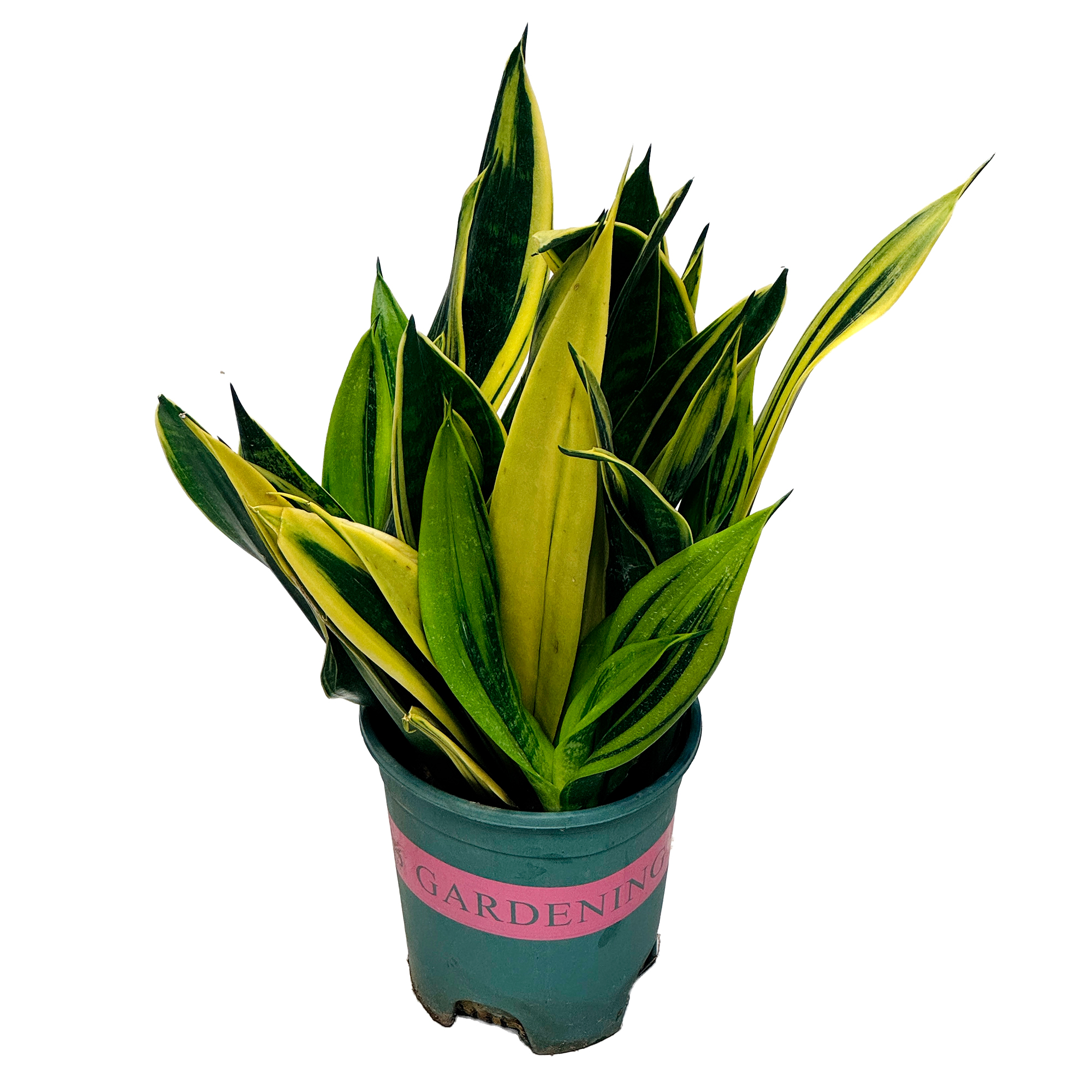 Сансевиерия Голд Флейм